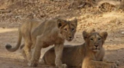 Gir Jungle Safari