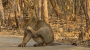 Gir Jungle Safari