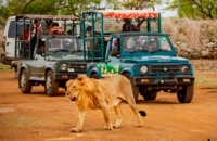 Devaliya Jeep Safari