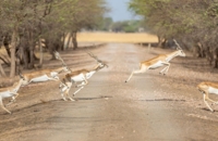 Velavadar-Blackbuck-National-Park-1