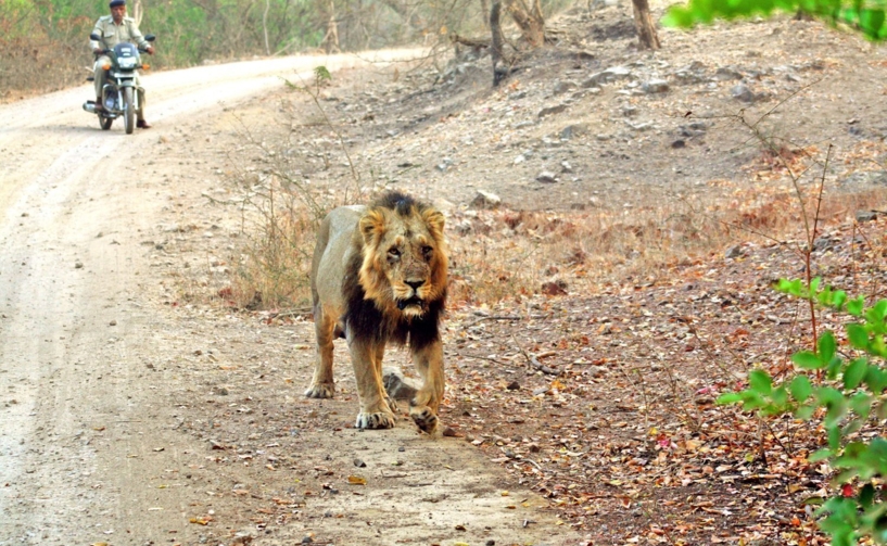 Gir Jungle Safari