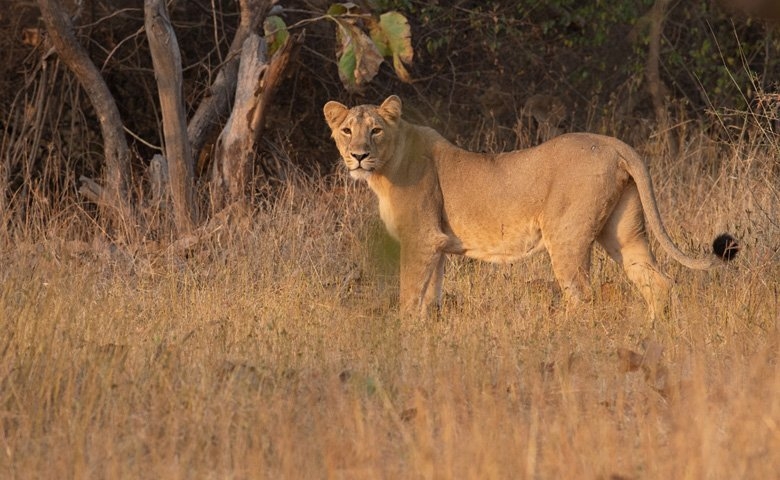 Devaliya Jeep Safari