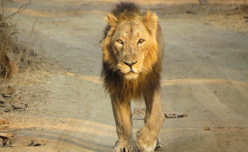 Gir Jungle Safari