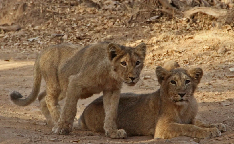 Gir Jungle Safari