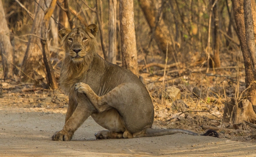 Gir National Park